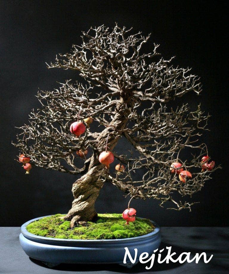 bonsai paraziták)
