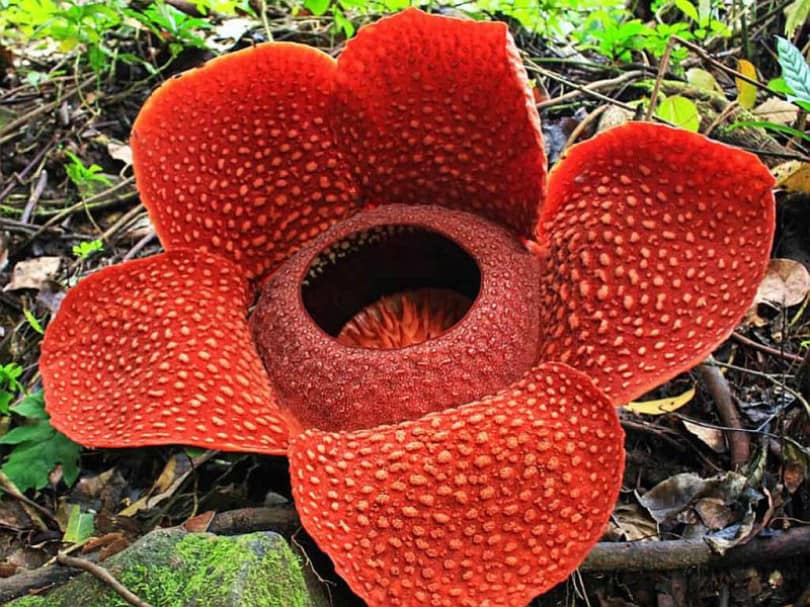 paraziták rafflesia)