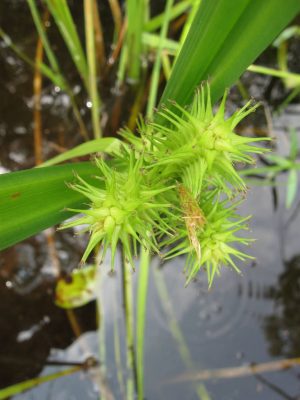 Carex Gigantea (Óriás sás)