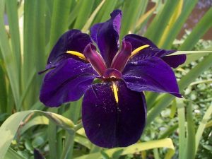 Iris lousiana - Nőszirom