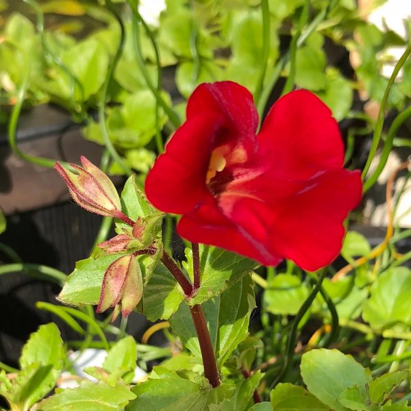 Mimulus cupreus 'Red emperior'