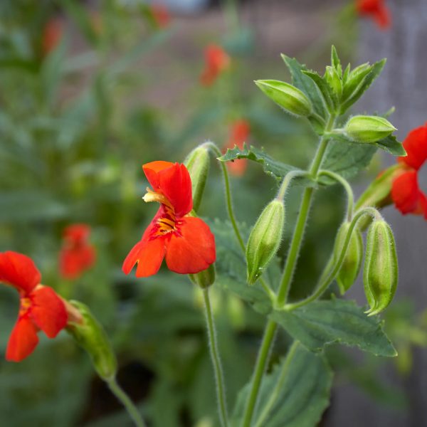 mimulus cardinalis