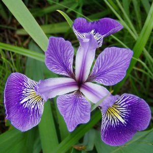 Iris versicolor - Amerikai írisz