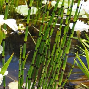 Equisetum japonicum - japán zsurló