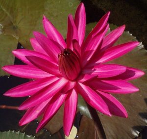 Nymphaea lotus ’Rubra’