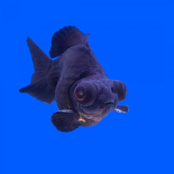 Black moor fekete teleszkópszemű osztott farkú aranyhal