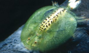 Parazitás halbetegségek kezelése