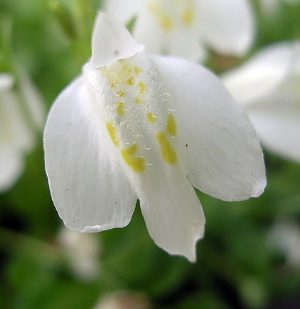 Fehér kúszó szemölcsvirág - Mazus reptans 'alba'