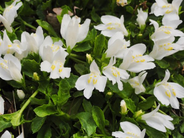 Fehér kúszó szemölcsvirág - Mazus reptans 'alba'