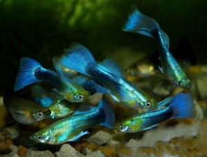 Guppi hím NEON BLUE (Poecilia reticulata ’Blue neon’)