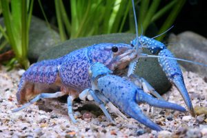 Floridai világító kék rák (Procambarus alleni)