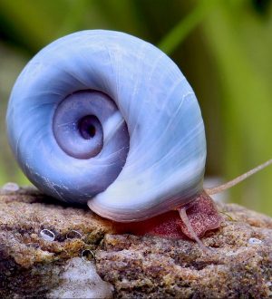 Kék tányércsiga (Planorbella sp. blue)