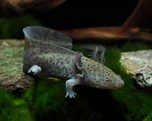 Mexikói Axolotl vadas (Ambystoma mexicanum)