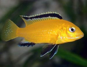 Aranysügér (Labidochromis caeruleus "Yellow")
