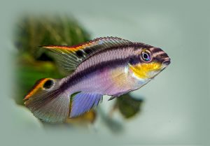 Meggyhasú sügér (Pelvicachromis pulcher)