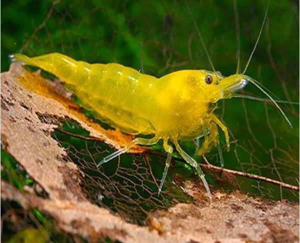 Neon sárga garnéla (Neocaridina sp. Neon)