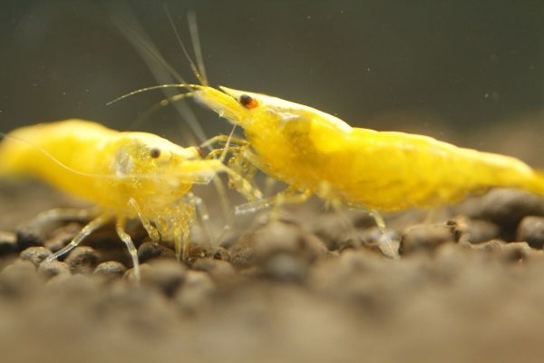 Neon sárga garnéla (Neocaridina sp. Neon)