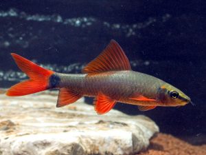 Vörös rojtosszájú hal (Epalzeorhynchos frenatus)