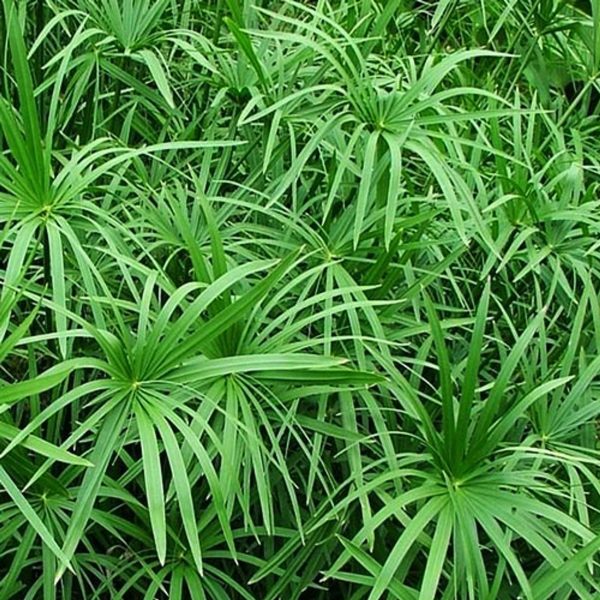 Vízipálma (Cyperus gracilis)