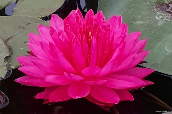 Nymphaea Fuchsia PomPom tavirózsa