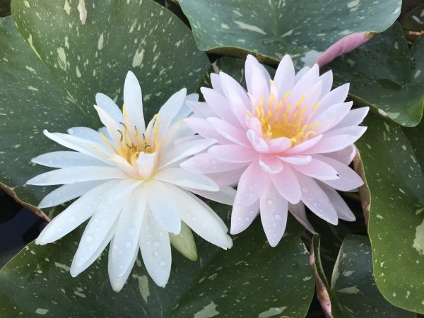 Nymphaea Painted Lady