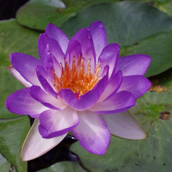 Nymphaea Queen Sirikit tavirózsa