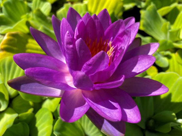 Nymphaea Siam Purple II tavirózsa