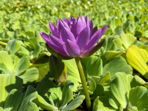 Nymphaea Siam Purple II tavirózsa