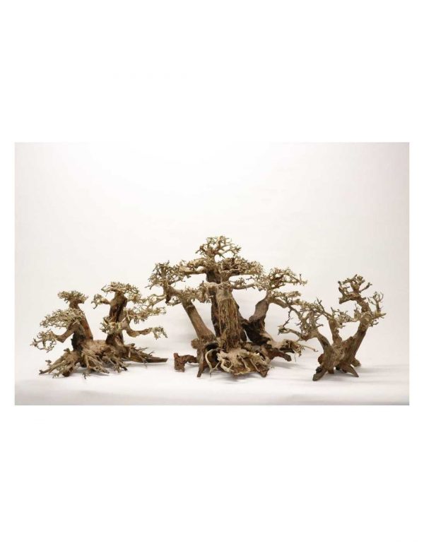 Forest Bonsai L