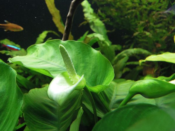 Anubias barteri var. barteri