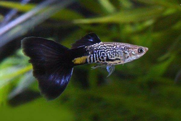 Guppi hím BLUE KING KOBRA (Poecilia reticulata)