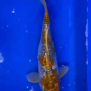 Koi - Standard Koi 30-35 cm