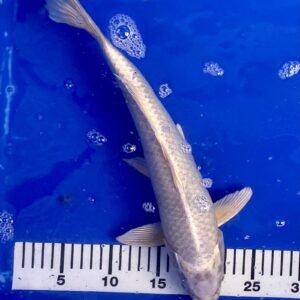 Koi - Standard Koi 35-40 cm 04