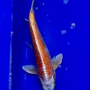 Koi - Standard Koi 35-40 cm 03