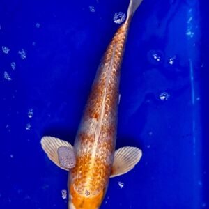 Koi - Standard Koi 35-40 cm 01
