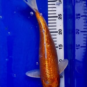 Koi - Standard Koi 35-40 cm 06