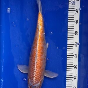 Koi - Standard Koi 40-45 cm 02