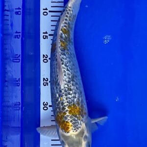 Koi - Standard Koi 40-45 cm 01