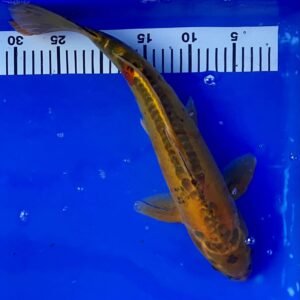 Koi - Standard Koi 40-45 cm 08