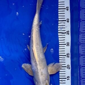 Koi - Standard Koi 40-45 cm 09