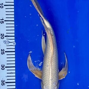 Koi - Standard Koi 40-45 cm 03