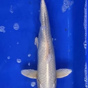 Koi - Standard Koi 40-45 cm 06