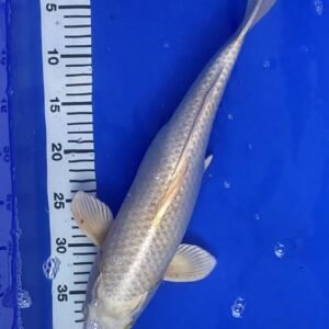 Koi - Standard Koi 40-45 cm 04