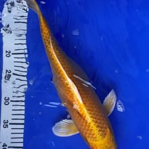 Koi - Standard Koi 40-45 cm 13
