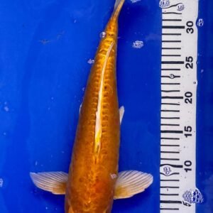 Koi - Standard Koi 40-45 cm 05