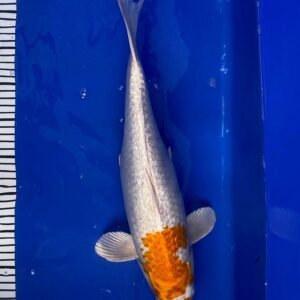 Koi - Standard Koi 40-45 cm 12