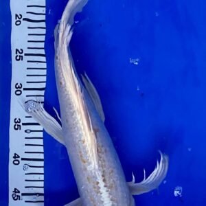 Koi - Standard Koi 45-50 cm 08
