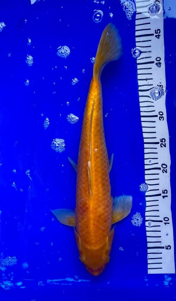 Koi - Standard Koi 45-50 cm 04