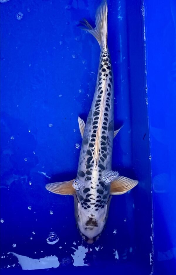 Koi - Standard Koi 50-55 cm 01