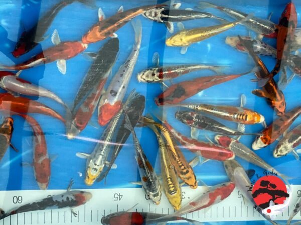 Koi - Aokiya mix 25-30 cm